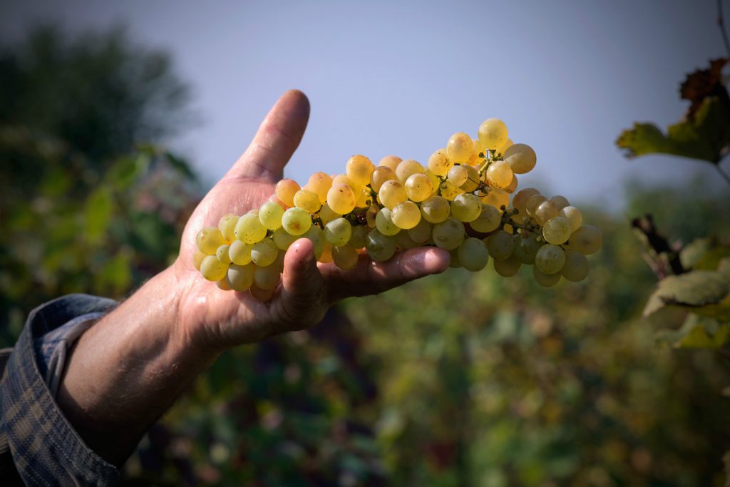 chardonnay variedad uva vino blanco