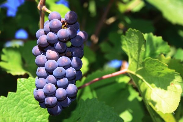 pinot noir variedad de uva borgoña
