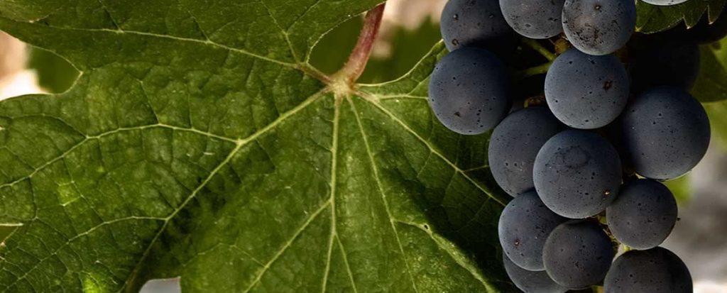 javier zaccagnini bodegas aalto