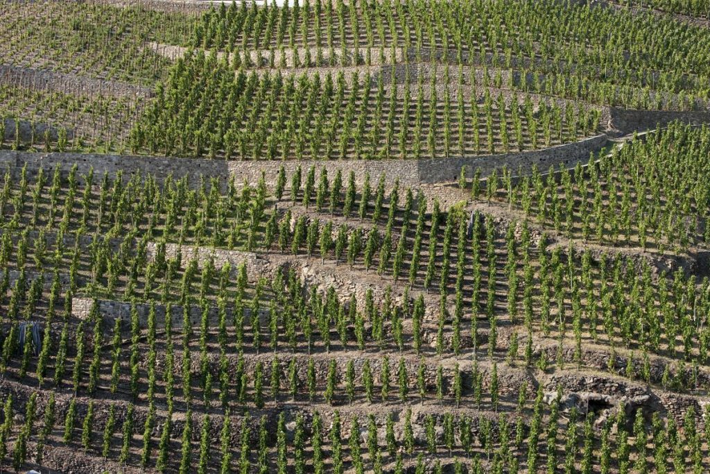Viñedos Côte Rôtie