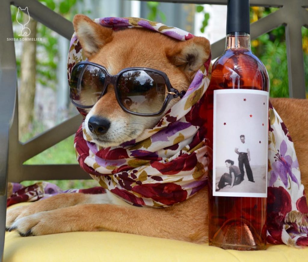 shiba sommelier instagram