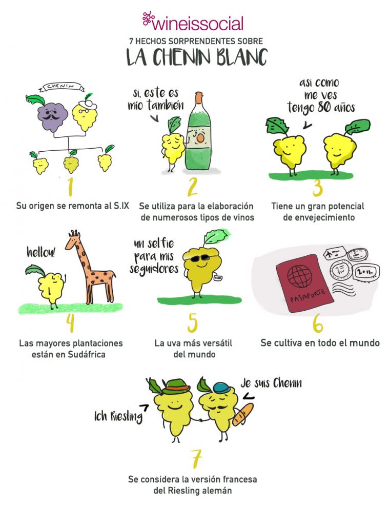 chenin blanc variedad de uva blog